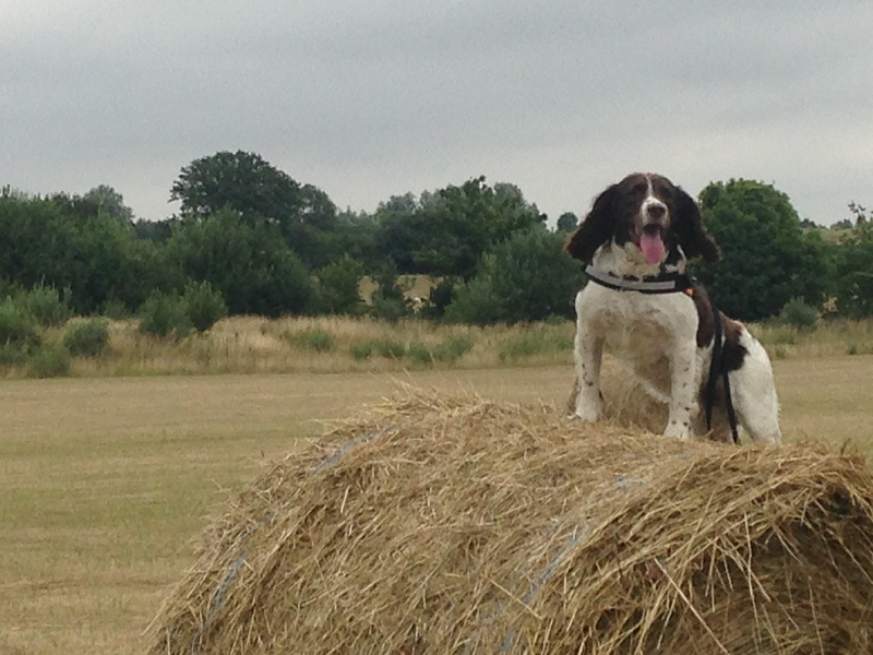 Stig the Wonder Dog
